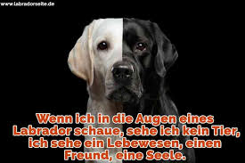 Labrador Zitate Und Spruche Labradorseite De