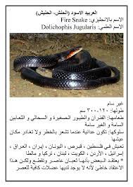 مشعل عبيد الراجحي‏ @meshal7alrajhi 19 апр. Ø§Ù„Ø¹Ø±Ø¨ÙŠØ¯ Ø§Ù„Ø§Ø³ÙˆØ¯ Ø§Ù„Ø­Ù†Ø´ Ø§Ù„Ø­Ù†ÙŠØ´ Pdf Docdroid