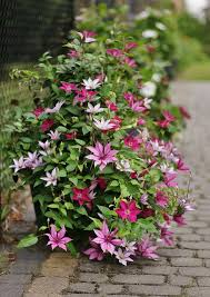 Вид «жгучий мелкоцветковый» или clematis flammula широко распространен в закавказье, передней и малой азии, на средиземноморском. Clematis Giselle Tekla Samaritian Jo Container Flowers Clematis Nature Inspiration