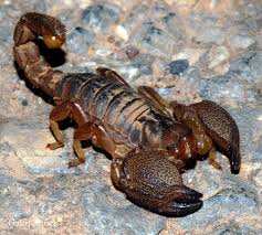 Scorpio Maurus Scorpion Arachnids Spiders Spider Species