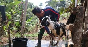 Check spelling or type a new query. Harga Kambing Aqiqah Padang Sumbar 2021 Aqiqah Minda