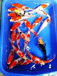 Dapatkan harga ikan koi termurah di halaman jual ikan koi agromaret. Jual Hot Ikan Koi Grade C Murah Mix Random Di Lapak Herukalastore50 Bukalapak