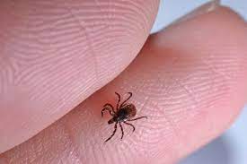 You may notice a small, itchy spot on your skin. Interesting Tick Facts Little Known Facts About Ticks