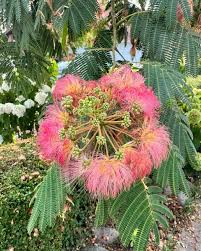 Image result for Albizia