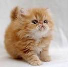 Top 3 most adorable and cutest cat Breeds #Cats #Breeds # ...
