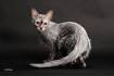 Lykoi Cat Breed Profile | Cat-World