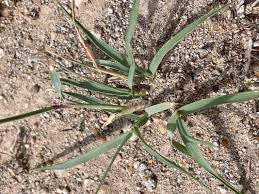 Image result for Sporobolus spicatus