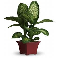 Image result for beautiful dieffenbachia