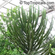 Image result for Euphorbia confinalis