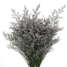 Image result for Limonium