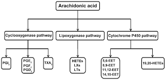 Potency Of Non Steroidal Anti Inflammatory Drugs In