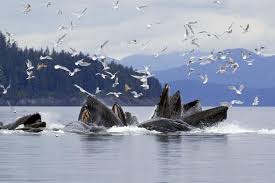 But not all are buying his story. Iucn Marks World Oceans Day With A Google Voyager Story On Humpback Whales And Large Marine Ecosystems Iucn
