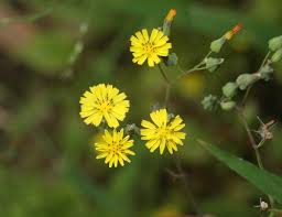 Image result for Youngia japonica