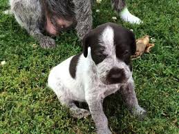 The german wirehaired pointer was developed at the beginning of the 20th century in germany. Akc German Wirehaired Pointer Puppies For Sale In Hepburn Ohio Classified Americanlisted Com