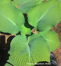Hosta key west aka o. Buy Giant Hosta Varieties Online Green Mountain Hosta In Vermont
