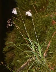 Image result for Burmannia