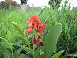 Image result for Eriosema