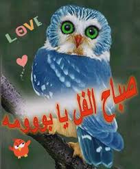 صباح الفل يا بومة Owl Animals Bird