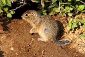 Picture taken from forest camp. 819 Baby Ground Squirrel Photos Free Royalty Free Stock Photos From Dreamstime