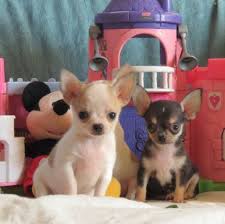 So Sweet El Pequeno Mundo De Los Chihuahuas Chihuahuenos Tacitas Cute Chihuahua Cute Puppies Cute Dogs