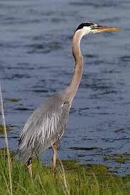 Learn To Idenify The Various Species Of Bluebirds Identify The Differences Between The Eastern Bluebird The Western Bluebir Blue Heron Heron Art Pretty Birds