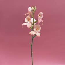 Image result for Disa fragrans