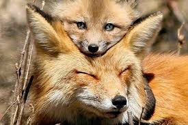 What Does The Fox Say Animals Beautiful Pet Fox Animal Pictures