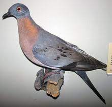 Passenger Pigeon Wikipedia