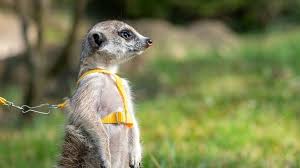 Szám alatt, területe, ami 1986 óta természetvédelmi terület 18,4 hektár. Irto Cuki Allatkolykokkel Kedveskedik Anyak Napjara A Fovarosi Allatkert Nlc