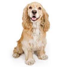 Cavalierhealth.org offers factual information on the cavalier king charles spaniel, including the genetic health disorders afflicting the breed. Cocker Spaniel Rasseportrait