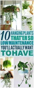 10 Hard To Kill Hanging Plants That Ll Make Your Home Look Amazing Plants Hanging Plants Diy Hanging Plants