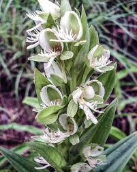 Image result for Habenaria dregeana
