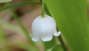 Lily Of The Valley Benefits And Side Effects