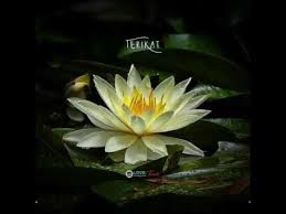 Check spelling or type a new query. Mekarlah Bunga Teratai Di Jiwaku Story Wa Psht Terbaru 2020 Youtube