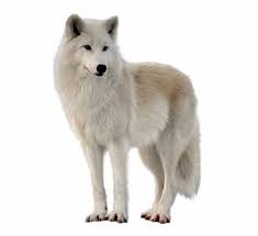 Png Imges Free Download White Wolf Transparent Is Found On Pngtube Download It Free And Share It With Your Sns Friends White Wolf Wolf Black Wolf