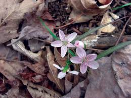 Maybe you would like to learn more about one of these? Plant Virginia Natives