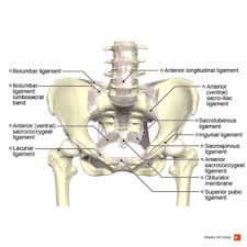 The pelvis is a ring of bone at hip level, made up of several separate bones. Anatomy Of The Pelvic Girdle Physiopedia