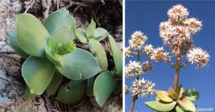 Image result for Eriosema cordatum