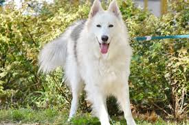 Mum poisoning in dogs is a serious disorder caused by the consumption of any plant from the chrysanthemum genus. 10 Popular Garden Plants That Are Poisonous For Dogs The Garden