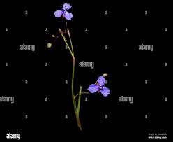 Image result for Murdannia semiteres