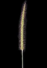 Image result for Setaria pseudaristata