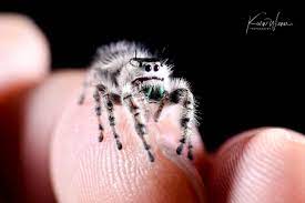 Check spelling or type a new query. This Canopy Jumping Spider Just Can T Seem To Finger Out What S Going On Interestingasfuck