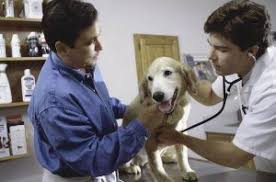 La trombocitopenia inmune en perros es una de las principales patologías que causan la los síntomas de la trombocitopenia inmune en perros se basan en un sangrado espontáneo y. Trastornos De Las Plaquetas En Perros