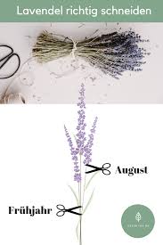 Der halbstrauch sieht nicht nur toll aus, er eignet. Lavendel Richtig Schneiden Wann Und Wie Ihr Euren Lavendel Richtig Zuruckschneidet Garten Lavendel Lavendelgarten Garten Anpflanzen