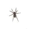 The hobo spider is a member of the funnel web spiders, of the eratigena agrestis family. 1