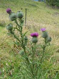Thistle Cirsium Spp In British Columbia Thistle Plant Plants Pansies Flowers