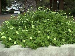 Image result for Asystasia vogeliana