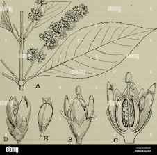 Image result for Loganiaceae