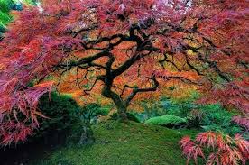 Japanese maple (acer palmatum) trees are spectacular ornamental landscape trees with colorful palmate leaves.japanese maples have foliage in stunning hues of red, gold, bright green, orange, and yellow. How To Make A Japanese Maple Look Like This