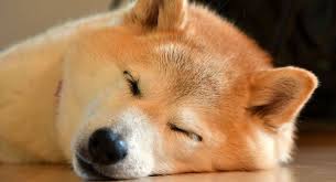Eine andere möglichkeit ist der kauf von doge an. Hier Konnt Ihr Schnell Und Einfach Dogecoin Kaufen